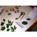 Mon herbier sauvage