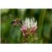 Abeilles sauvages